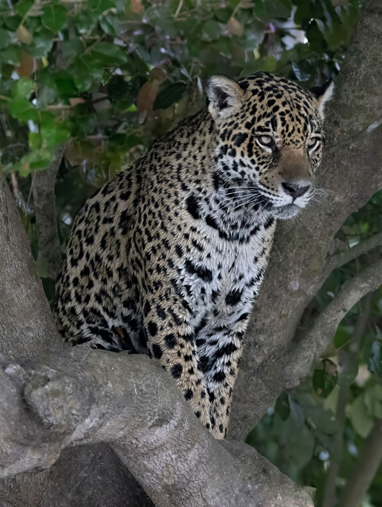 Jaguar Panthera onca